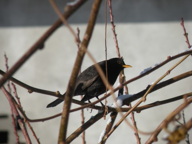 dalla finestra di casa...